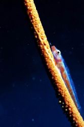 Goby by Steve Kuo 
